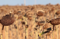 Kırklareli'nde kuraklıktan etkilenen ayçiçeğinin hasadı sürüyor