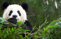 Uçak yolculuğu yapan pandalar 'jetlag' yaşıyor olabilir