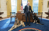 Joe Biden’ın köpeği 11. kez Gizli Servis ajanını ısırdı