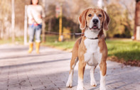 Hollanda'da sokağa dışkılayan köpekler ve sahipleri DNA testiyle bulunacak