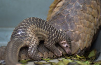 Nesli tükenmekte olan pangolinlerin yeni bir türü keşfedildi