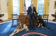 New York Times yazdı: Joe Biden'ın 11 Gizli Servis personelini ısıran köpeği Beyaz Saray'dan uzaklaştırıldı