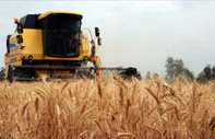 Kuraklık AB tahıl üretiminde sert düşüşe yol açtı