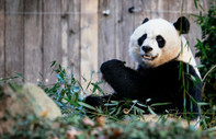 New York Times yazdı: Panda diplomasisinin sonu