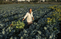 The New York Times yazdı: Filistinli çiftçiler gitti, İsrail'de tarım krize girdi