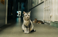 Singapur'da 34 yıllık kedi yasağı kaldırıldı