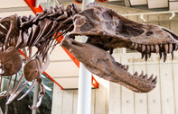 75 milyon yıllık dinozorun son yemeği midesinden çıktı