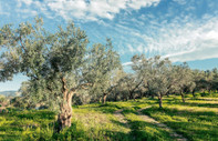 Ben bir zeytin çiftçisiyim