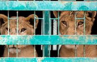 İç savaş onları da yerlerinden etti: Sudan'dan tahliye edilen aslanlar Güney Afrika'ya nakledildi
