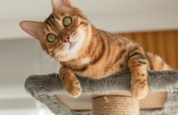 Washington Post yazdı: Kediler neden yüksek yerleri sever?