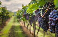 Şarap tüketimi azaldı: Avustralya milyonlarca asmayı söküyor