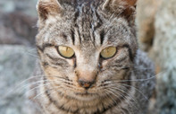 New York Times yazdı: Japonya'da potansiyel tehlikeli kedi alarmı
