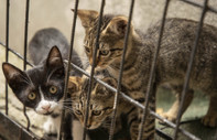 Bursa’da bir apartmanda başları kesilerek öldürülmüş 6 yavru kedi bulundu