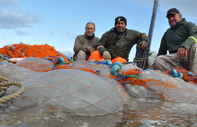 Akdeniz'de balıkçıların yeni derdi: Göçmen denizanaları