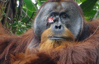 Farmakolojide devrim yaratan orangutan!