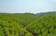 Antalya'da ormanlık alanlara girişler 31 Ekim'e kadar yasaklandı