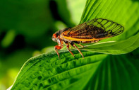 ABD ağustos böceği istilasıyla karşı karşıya
