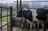 Dünyada ilk: Danimarka çiftlik hayvanlarının saldığı gazlar için vergi alacak
