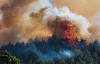 İzmir Selçuk'ta orman yangını