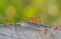 Karıncalar birbirine ampütasyon uyguluyor: 24 yaralıdan 21'i kurtuldu