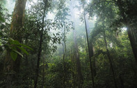 Amazon Ormanları'nda yeni cam kurbağa türü keşfedildi