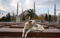 İstanbul’un Sokak Köpekleri'nin yazarı Kuzucu: Yok etme yoluna gidilmesini anlamıyorum