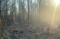 Buca'da başlayıp Gaziemir'e de sıçrayan orman yangını 2. gününde