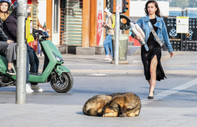 Sokak hayvanları düzenlemesi: Uymayan belediyelere hapis cezası verilecek