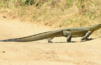 Ege sahillerinde komodo ejderi görüldü iddiası kafaları karıştırdı: Resmi açıklama geldi