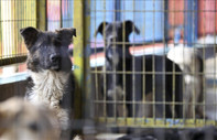 Reuters yazdı: Sokak köpekleri yeni yasanın ardından yurt dışında yuva buluyor