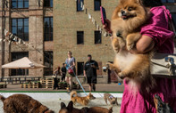 NYT yazdı: Dostluk arayan Ukraynalılar köpek sahipleniyor