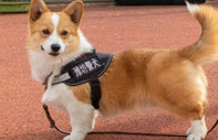 NYT, Çin’in ilk corgi polis köpeğini yazdı: En tatlı başarısızlık