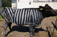 Harvard'dan ödül kazandıran çalışma: Japon bilim insanları sığırları zebra rengine boyadı