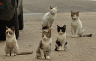 Güney Kıbrıs'ta kedi nüfusu, insan nüfusunu geçti