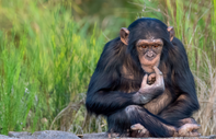 Financial Times yazdı: Şempanzeler de kanıtlara göre düşünüyor; insan aklı 'benzersiz' olmayabilir