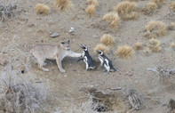 Ekosistemde beklenmeyen değişiklik: Pumalar penguen avlamaya başladı