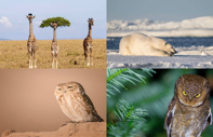 Doğanın en komik anları: 2026 Comedy Wildlife finalistleri belli oldu