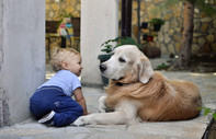 Bir köpeği bir bebekle tanıştırmak