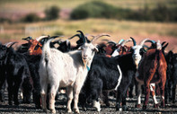 Moğolistan'ın kaşmir keçileri isim isim Loro Piana etiketinde