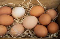 Migros Ordu'da organik yumurta üretimine başladı