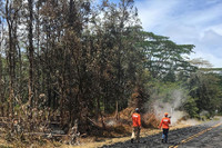 Hawaii'de orman yangınları: 36 kişi öldü