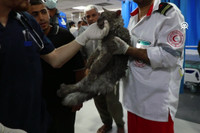 İsrail bombardımanından hayvanlar da etkilendi
