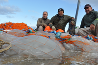 Akdeniz'de balıkçıların yeni derdi: Göçmen denizanaları