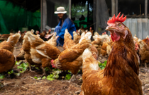 Ticaret Bakanlığı kanatlı eti ihracatını durdurdu