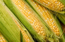 El Nino mısır fiyatlarını 3 yılın zirvesine taşıdı