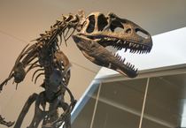 1,7 milyon dolara satın alınan dinozor fosili ABD'deki müzeye bağışlandı