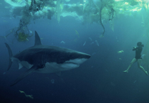 Netflix rekortmen filmin devamı için düğmeye bastı: Mutant köpekbalığı kabusu geri dönüyor