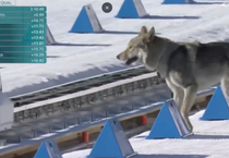 Beklenmedik katılımcı: Olimpiyat pistine giren husky yarışın önüne geçti