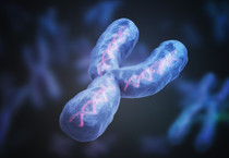 Erkekler yaşlandıkça Y kromozomlarını kaybediyor: Bilim insanları kritik sonuçları inceledi