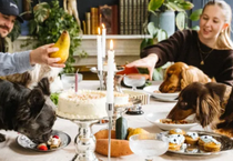 "Dogstronomy": Fransa'da köpekler için gurme restoran açıldı